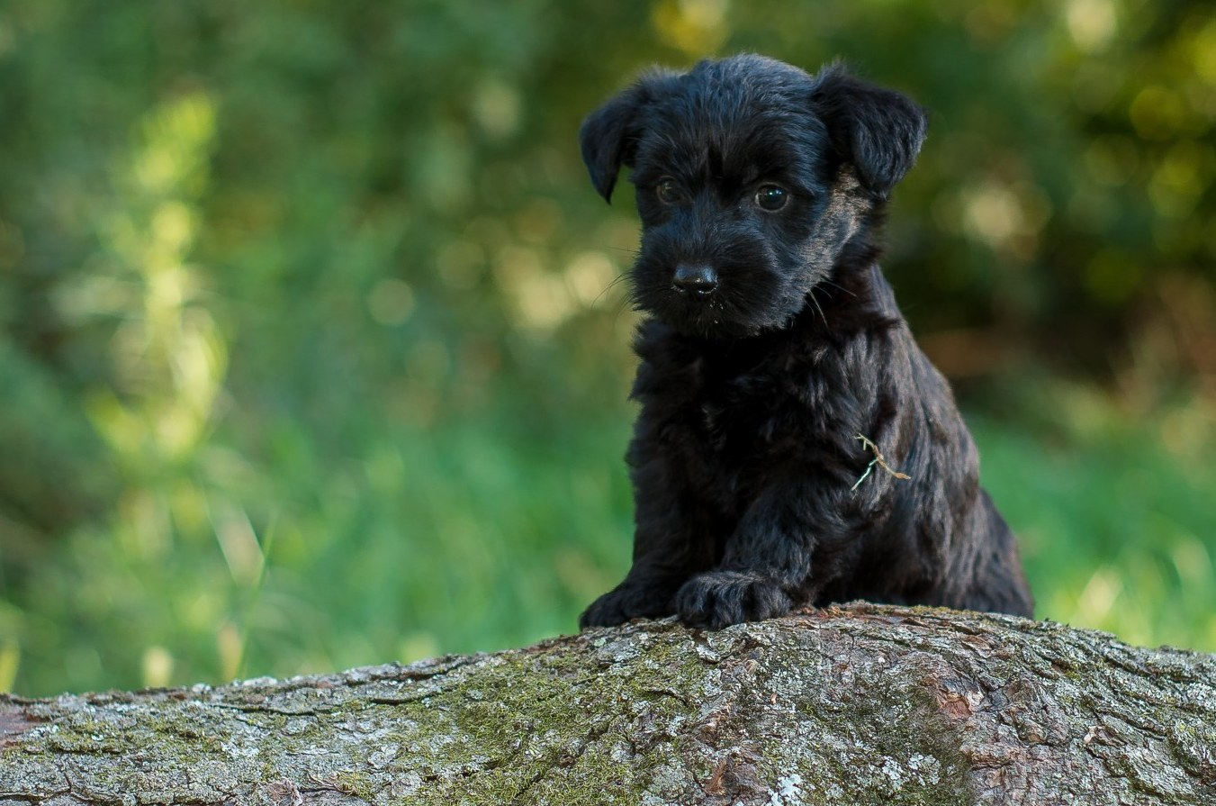 Scottie-Poo Picture Gallery – Acorn Acres Puppies