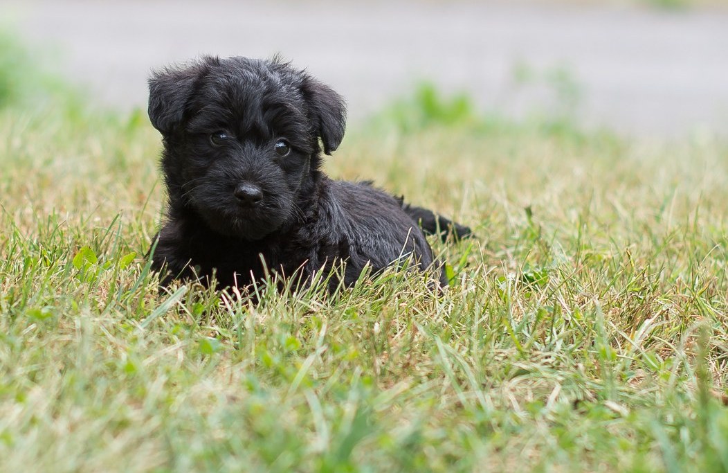 Scottie-Poo Picture Gallery – Acorn Acres Puppies