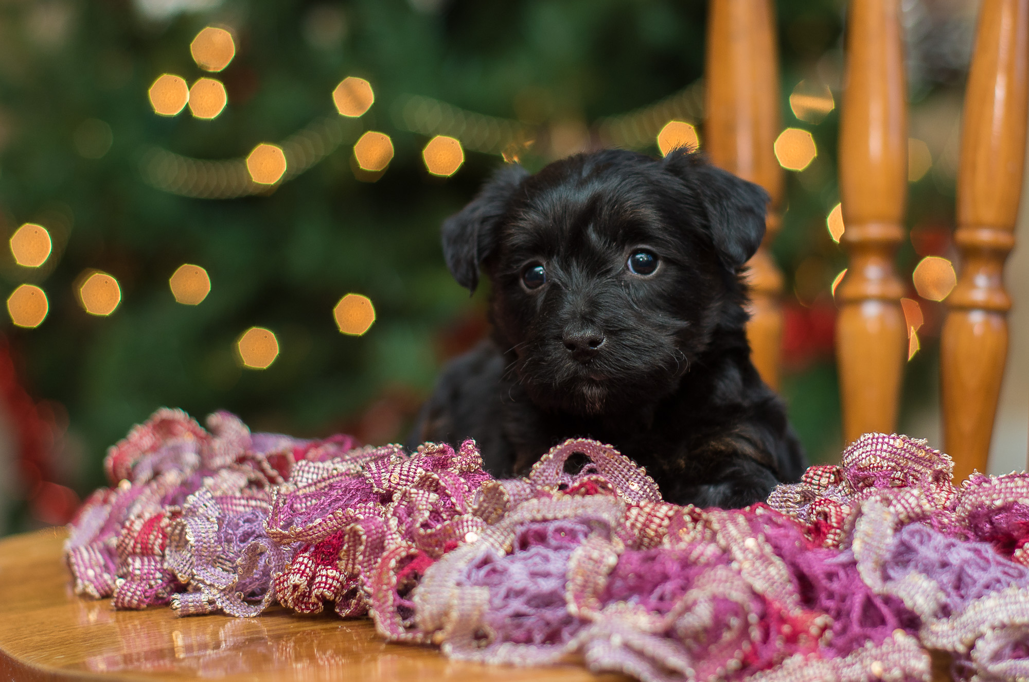 Scottie-Poo Picture Gallery – Acorn Acres Puppies