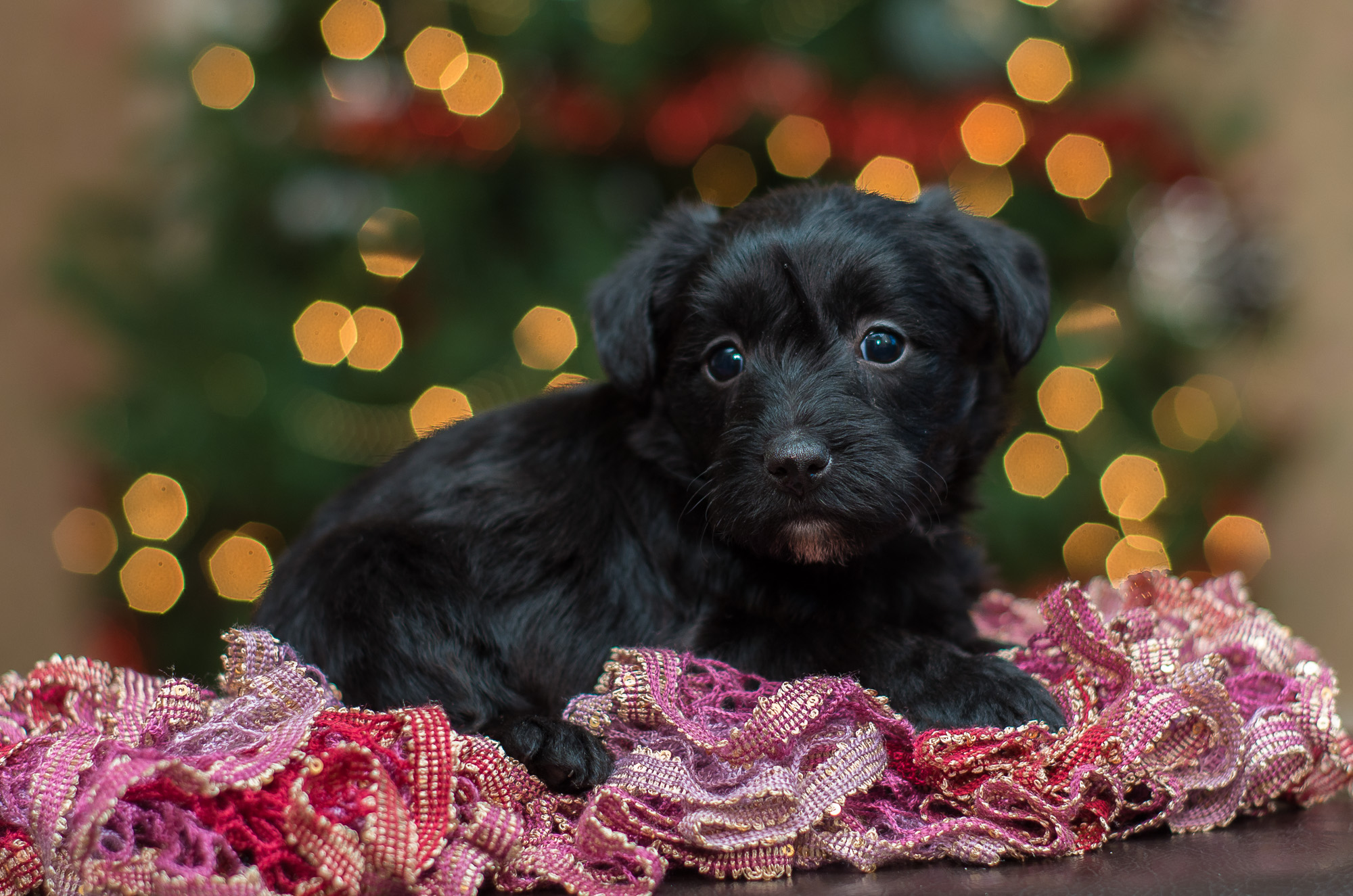 Scottie-poo Puppies For Sale – Acorn Acres Puppies