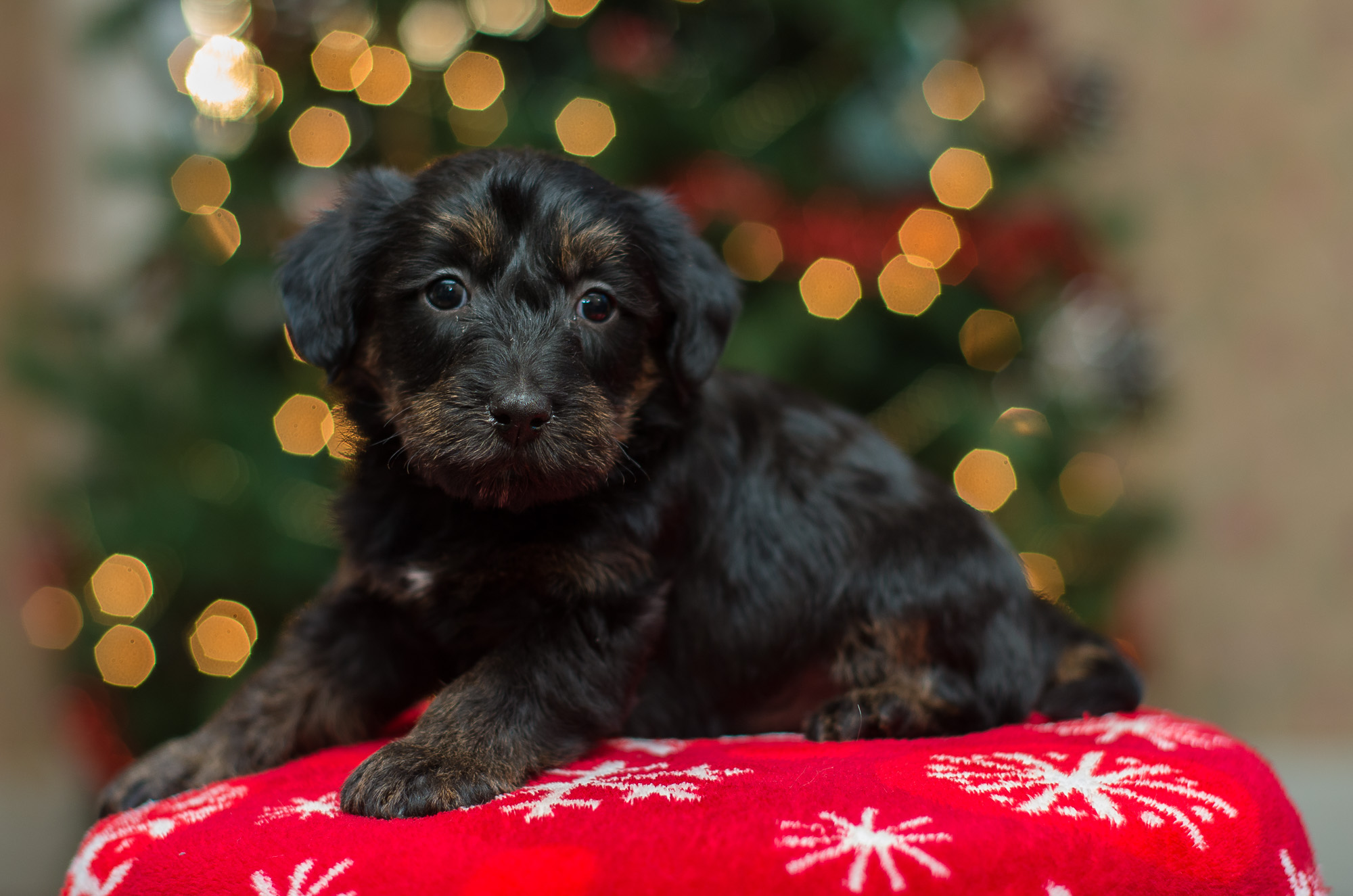 Scottie-Poo Puppies For Sale – Acorn Acres Puppies