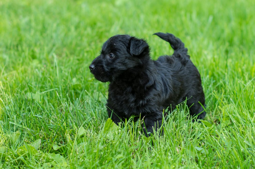 Scottie-Poo Picture Gallery – Acorn Acres Puppies