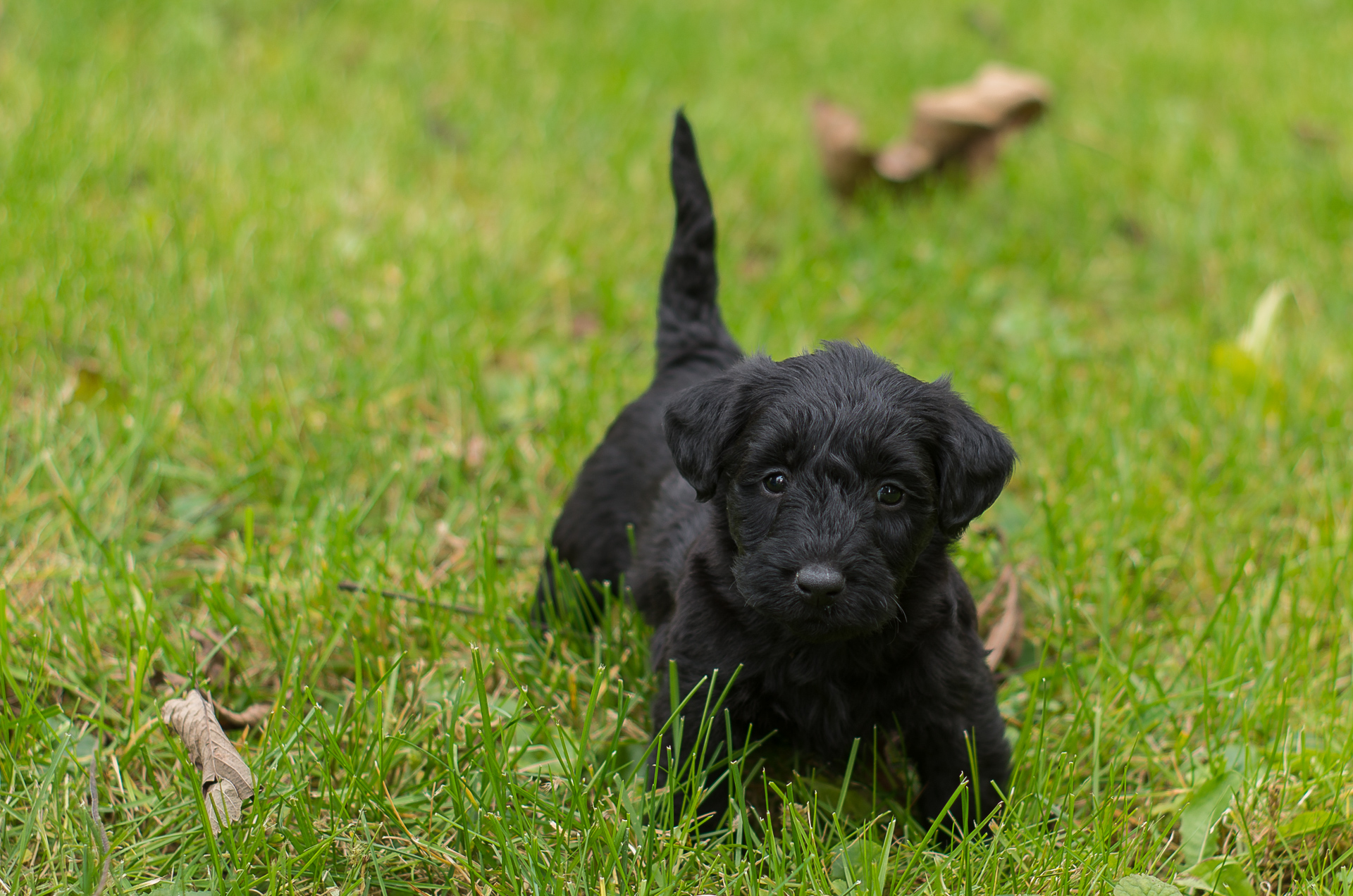 Scottie-Poo Picture Gallery – Acorn Acres Puppies