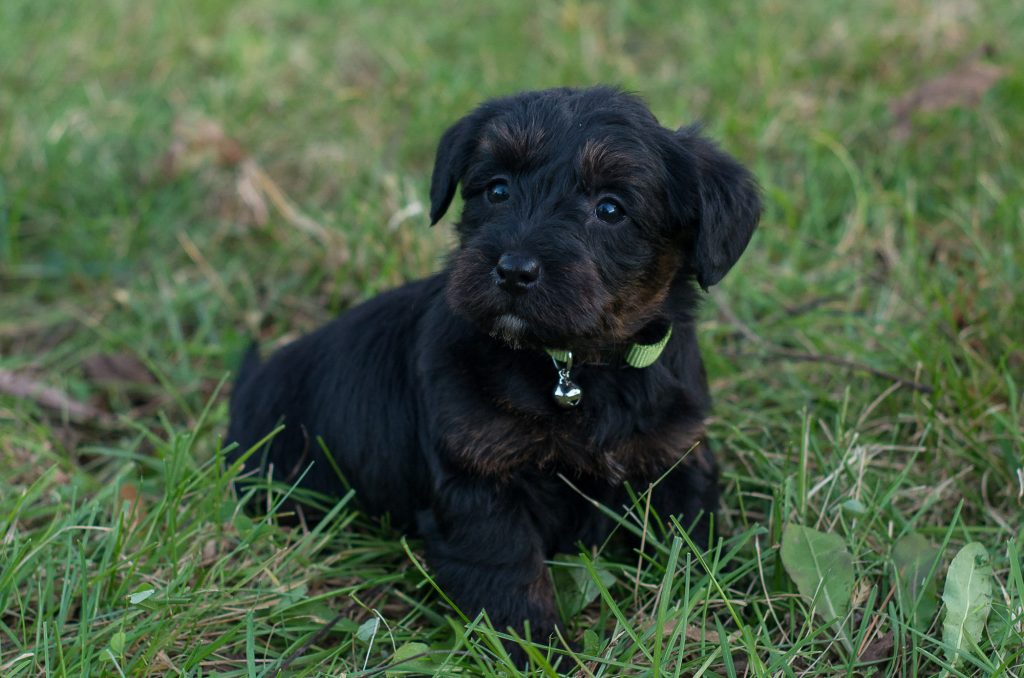 Scottie-Poo Puppies For Sale – Acorn Acres Puppies