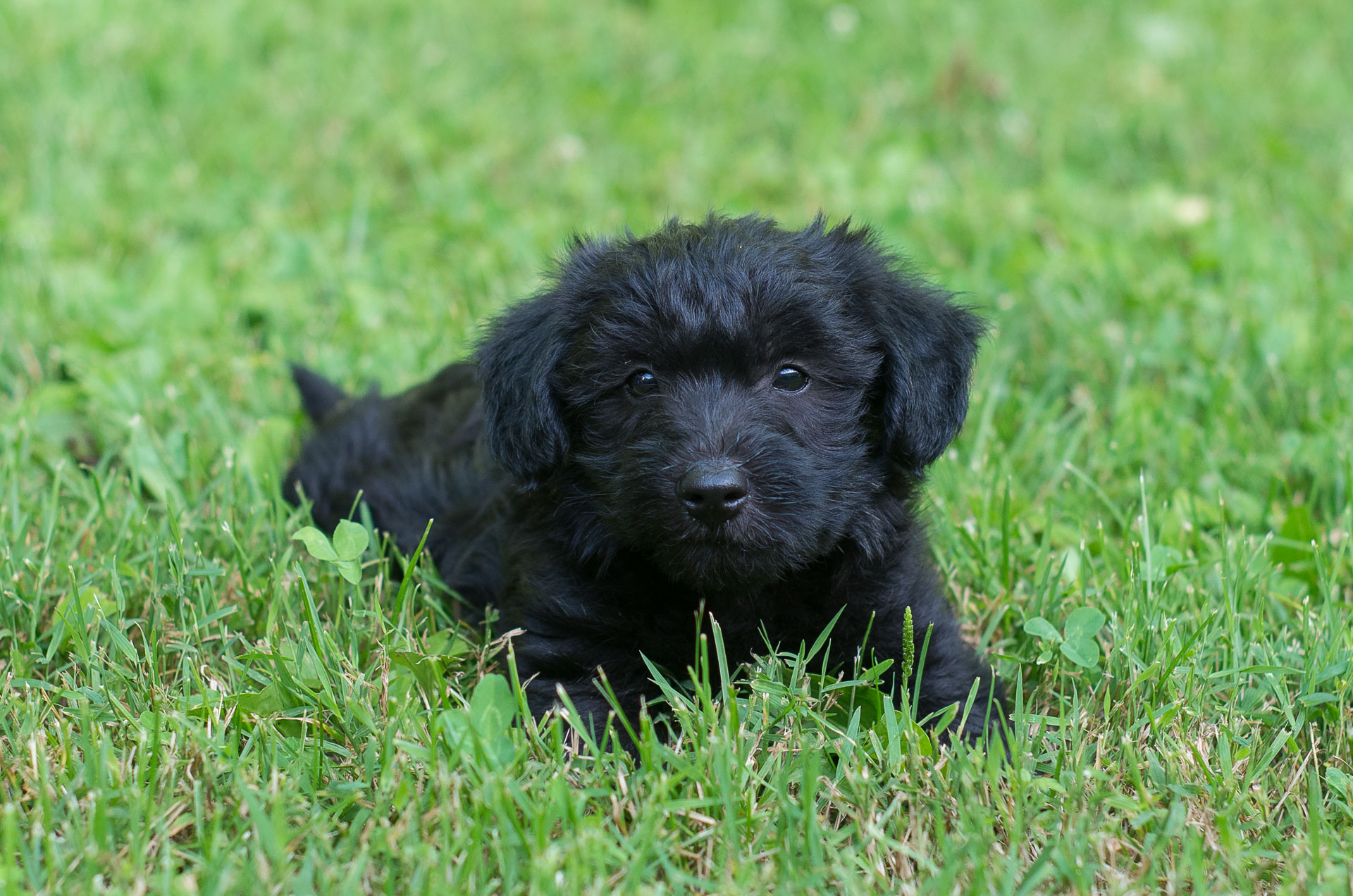 Scottie-Poo Puppies For Sale – Acorn Acres Puppies