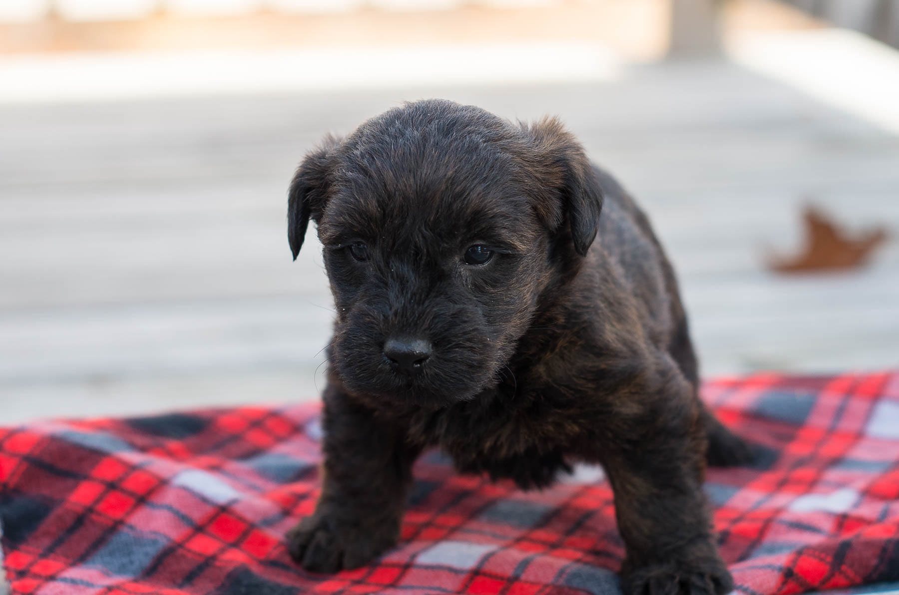 Scottie-Poo Puppies For Sale – Acorn Acres Puppies